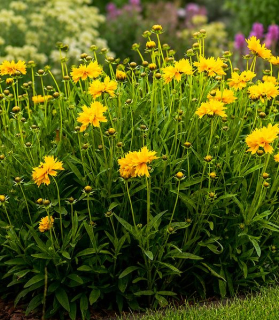Coreopsis grandiflora 'Double the Sun'